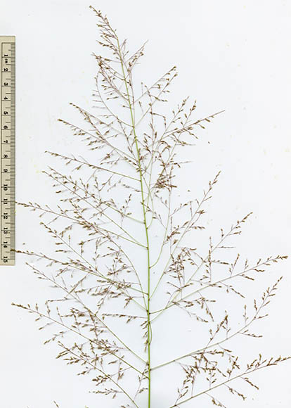  Sporobolus airoides